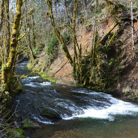 Whitewater generated by a low waterfall flows through tree-lined river banks