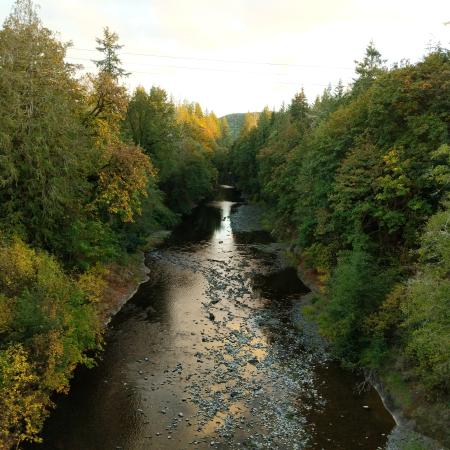 Trees rise on either side of a narrow river