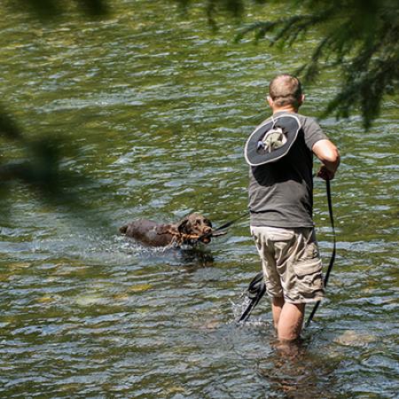 A person stands in olive green river water holding a leash for a dog that is retrieving a stick.