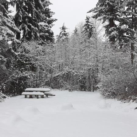 Snow covered campsite with picnic table and large fir trees
