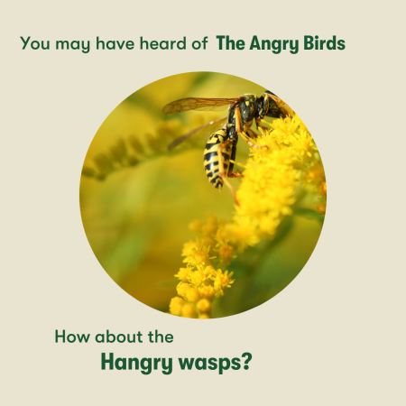 A graphic with a wasp and yellow flower reads, "Maybe you've heard of the Angry Birds. How about the Hangry Wasps?"