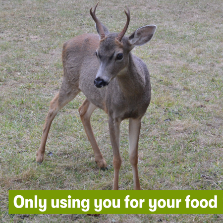 A photo of a small buck and the caption "Only using you for your food."