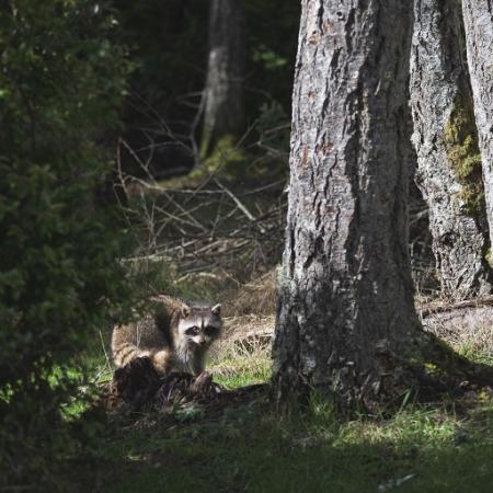 Trees and raccoon