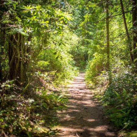 A dirt trail leads through a green forest with ferns along the edges