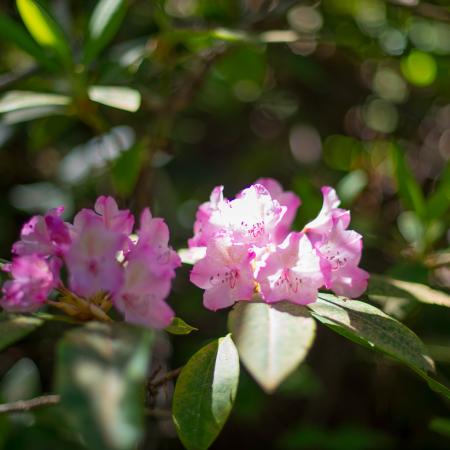 Pink rhododendron flowers in blook with green leaves around them