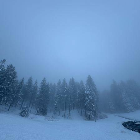 This is an image of a large field surrounded by tall evergreen trees. It is currently snowing with layers of snow on the ground. Looks like peering into a snowglobe.