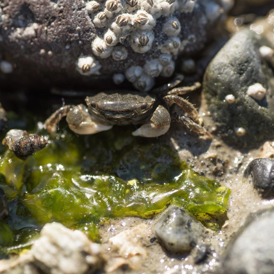 Recreational crab season delayed in Point Roberts, Blaine, Birch Bay