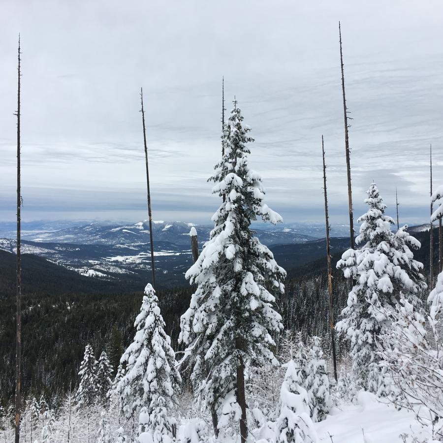 Snow covered trees in the foreground with long sweeping views of show covered mountains in the distance on an overcast day.