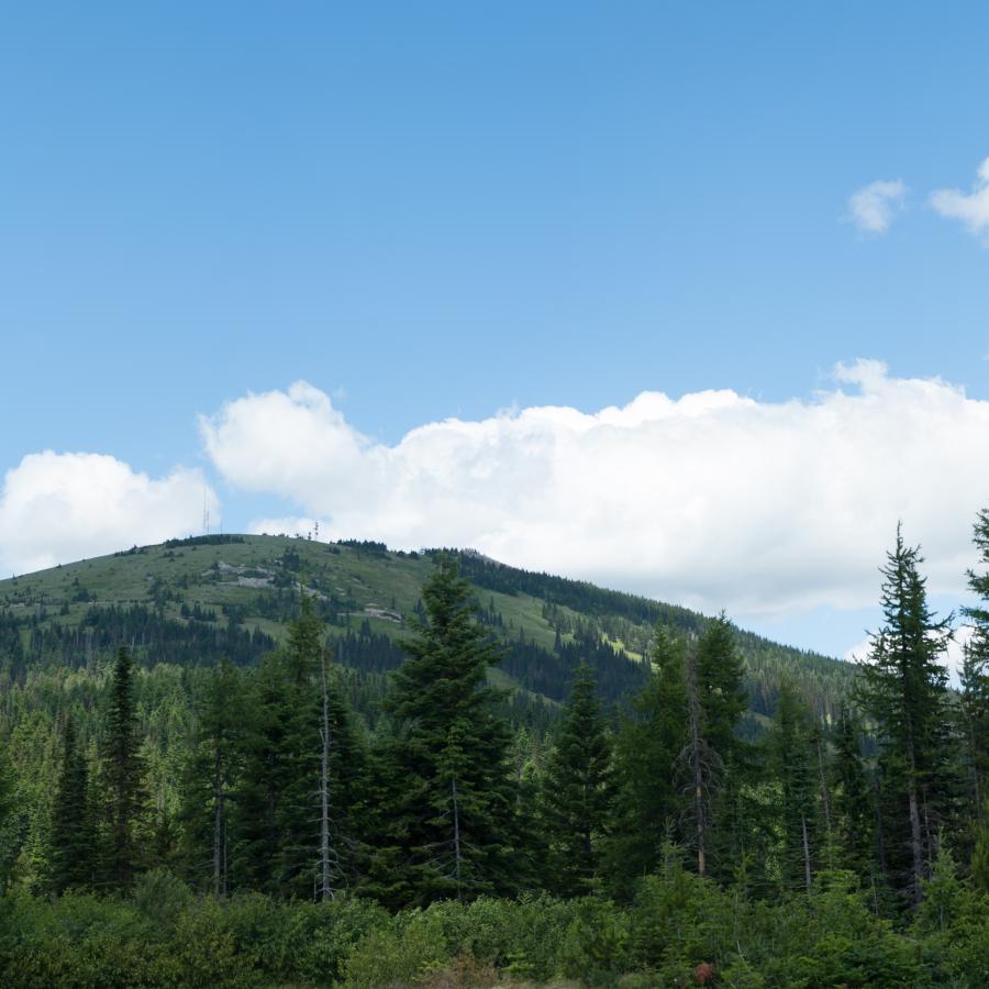 A line of tall trees in the foreground with the round summit of Mount Spokane and partly cloudy sky in the background.