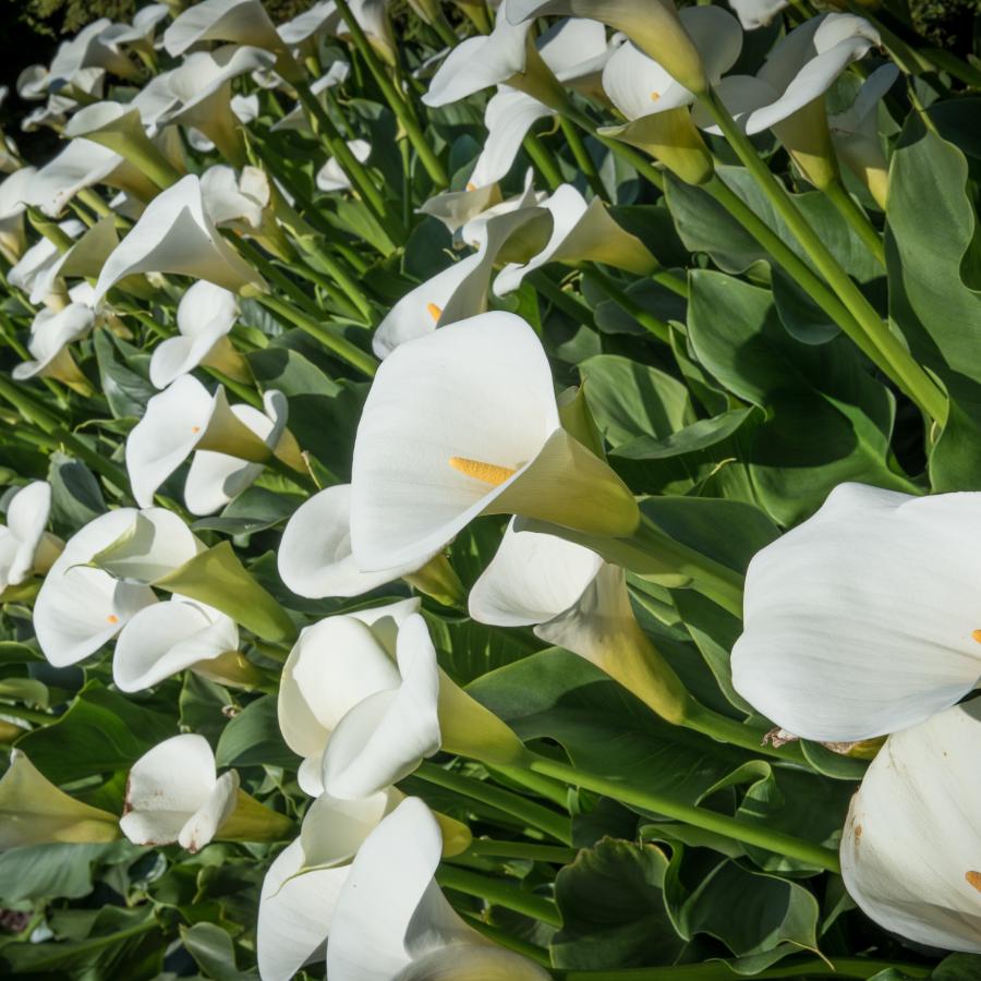 Close up picture of blooming calla lilies