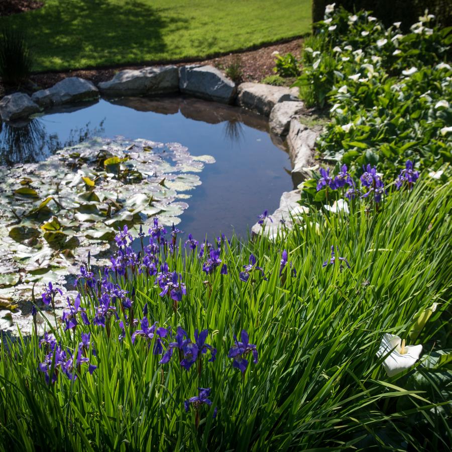 Pond with water lilies surrounded by blooming purple flowers