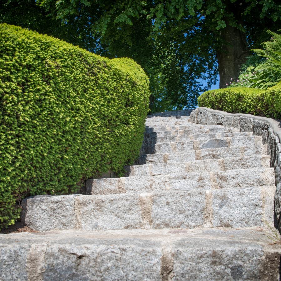 Stone stair walk way with trimmed hedges on both sides