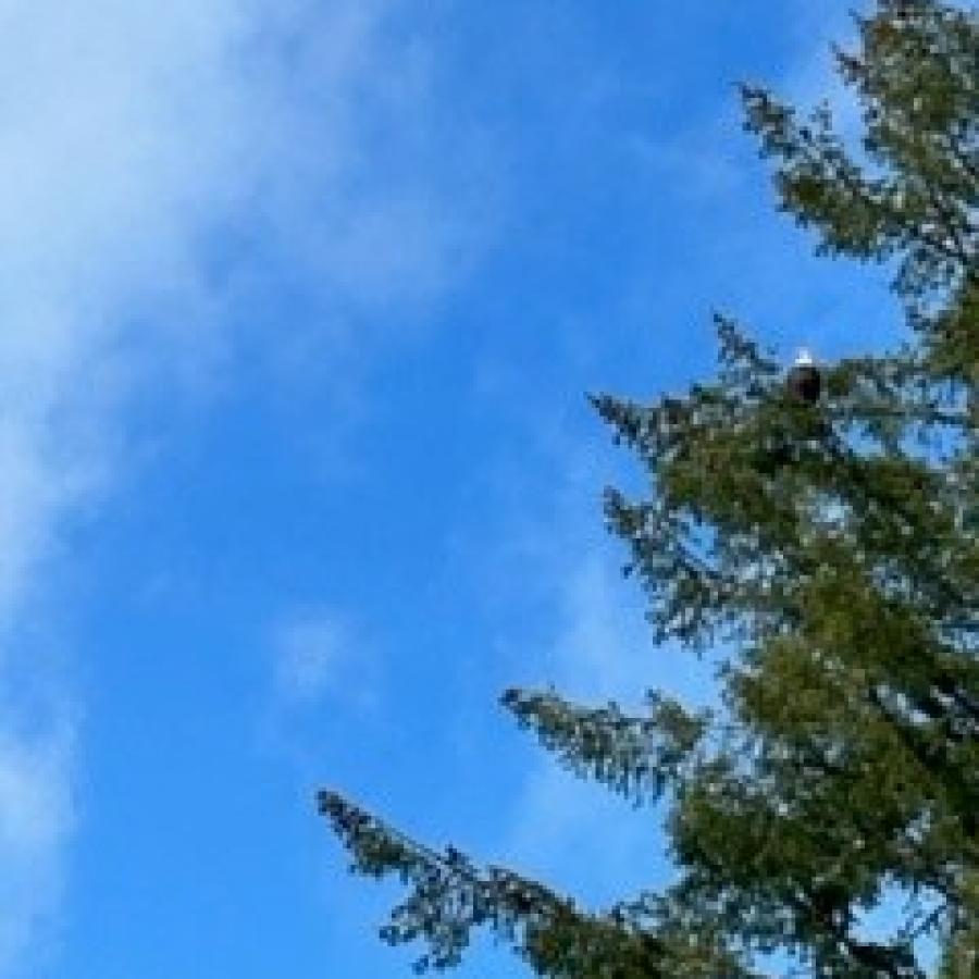 A resident Eagle in pine tree with blue sky above