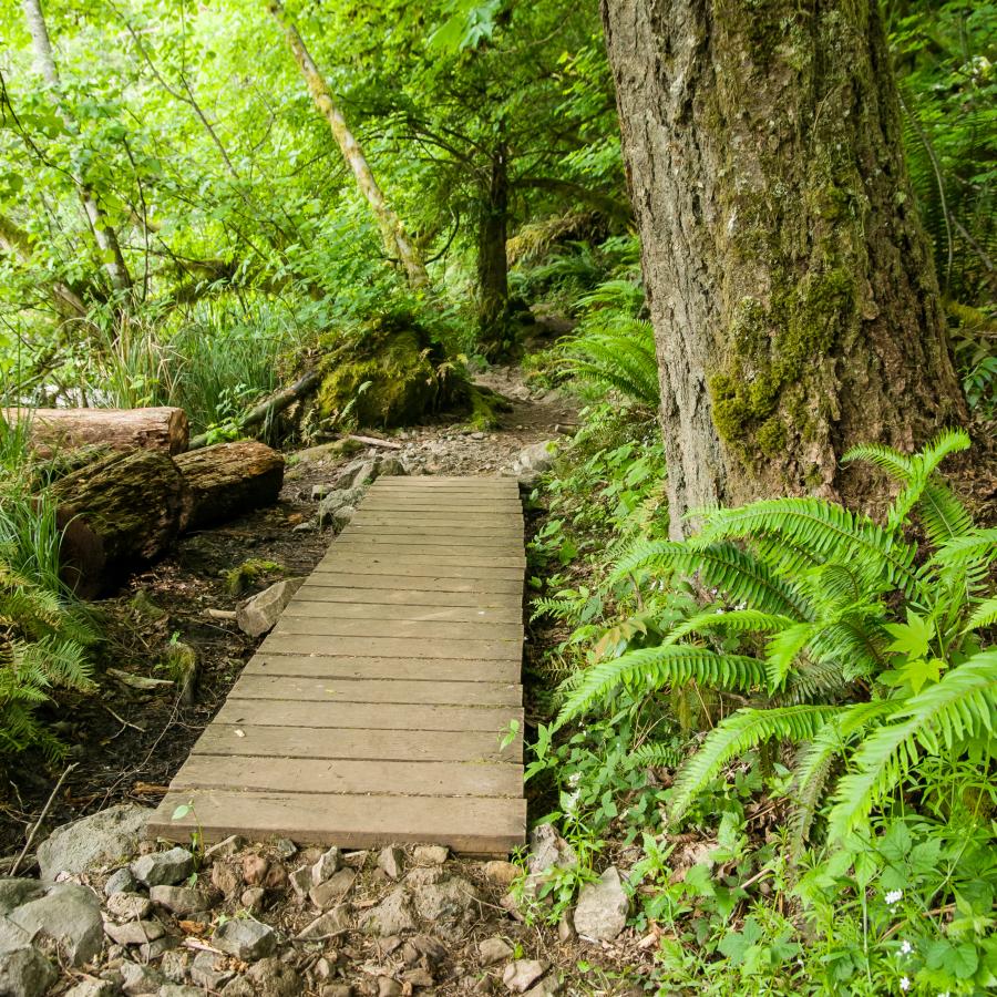 A boardwalk on a hiking trail surrounded by lush green plants. 