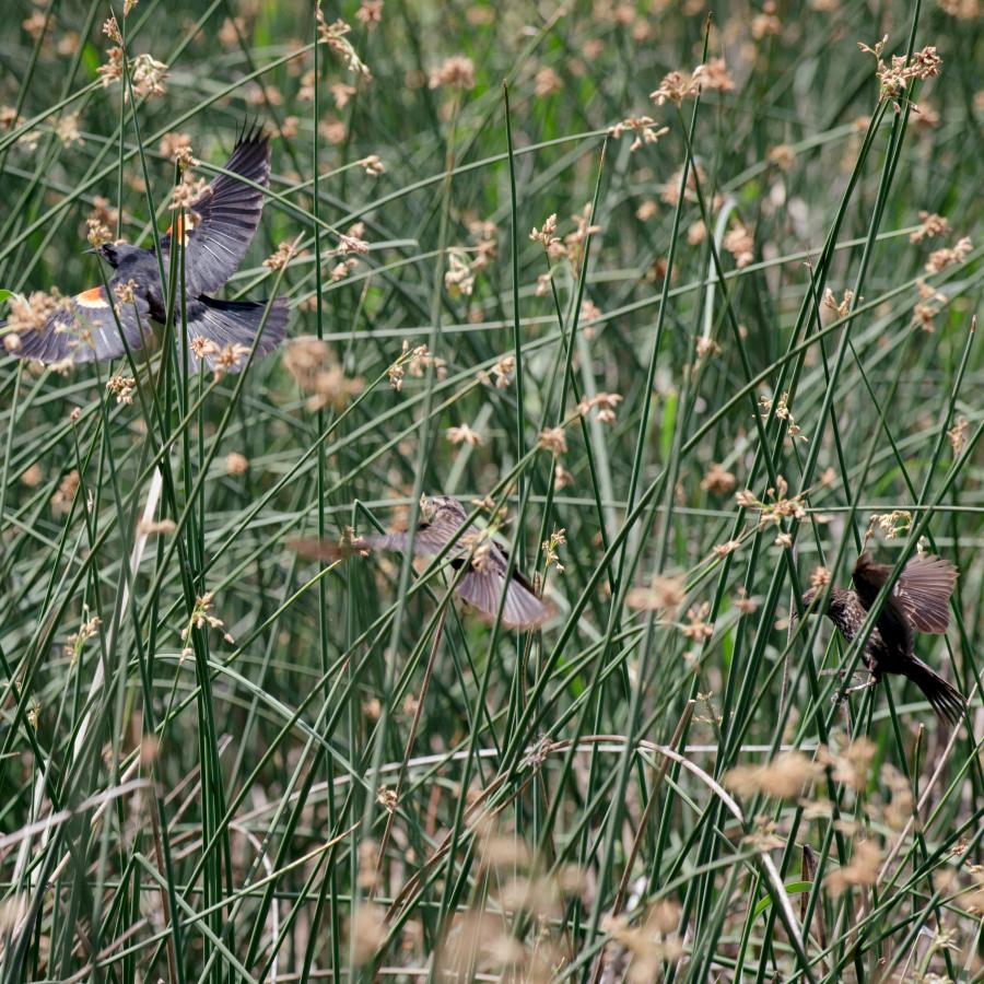Black birds with small orange color on wings getting ready to fly in a stand full of green reeds.