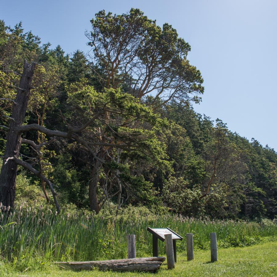 Forested hillside at  Camano Island State Park with a large, dead tree prominent on the left side of the image. There are multiple lush, green trees which cause the dead tree to stand out. The hillside is lined with visible cattails, a large fallen log, and an interpretive sign. The foreground of the photo is of mowed grass. 