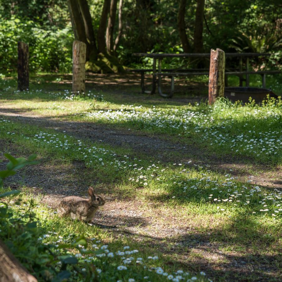 Rabbit amongst some wildflowers and green ground cover along a two-track maintenance road/walking path. There are fence posts on t he far side and a picnic table visible against a backdrop of forest. 