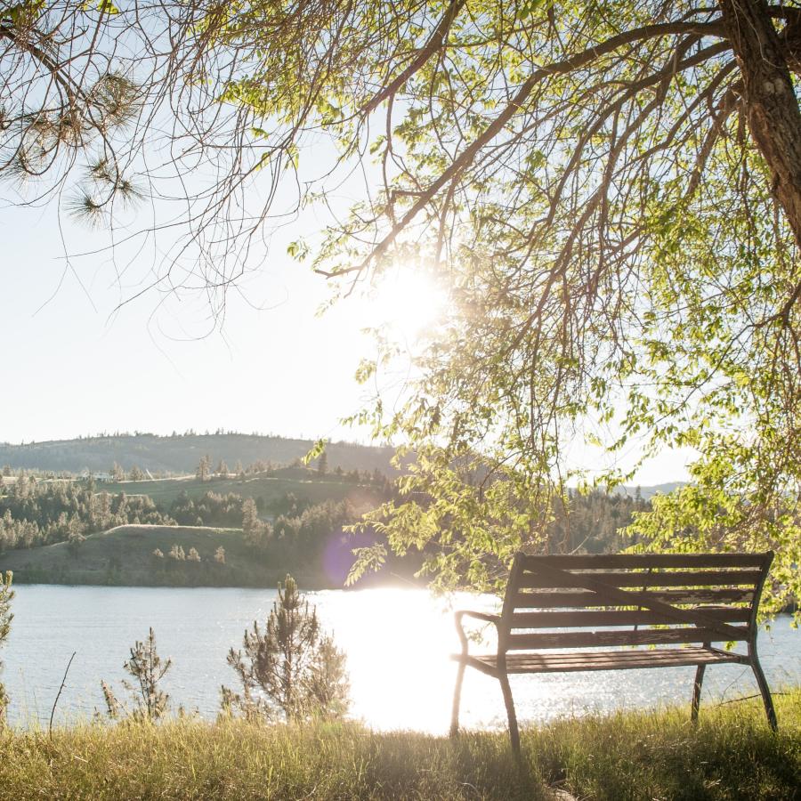 A bench sits under a tree overlooking the Curlew Lake on a sunny day.
