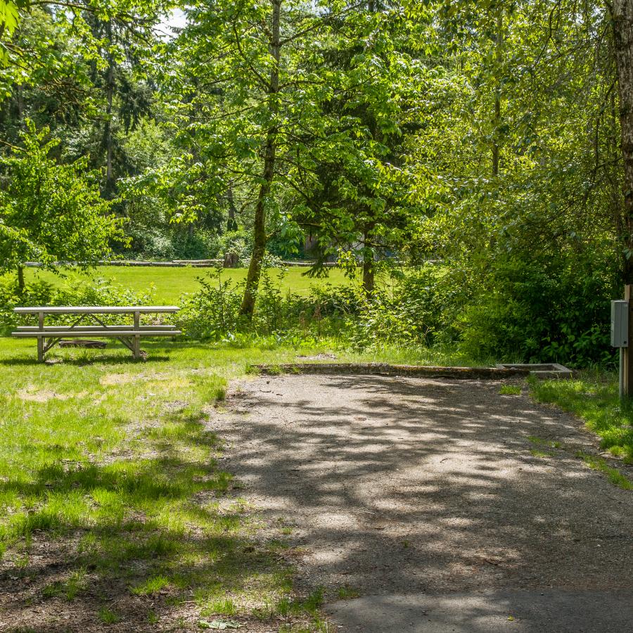 A sunny campsite with a bench at Dash Point State Park.