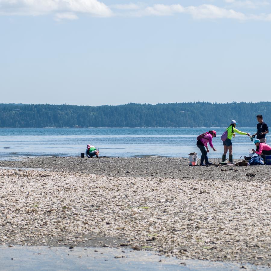 Visitors clam digging on the beach side of Dosewallips State Park.