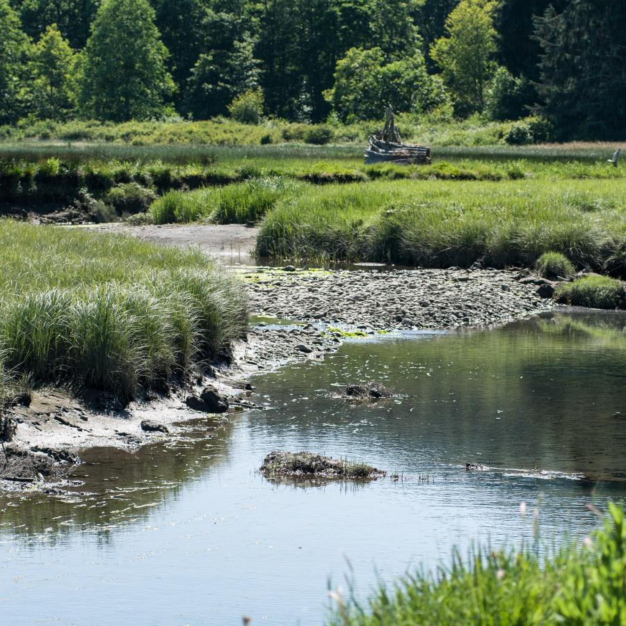 The creek surrounded by tall grass at Dosewallips.