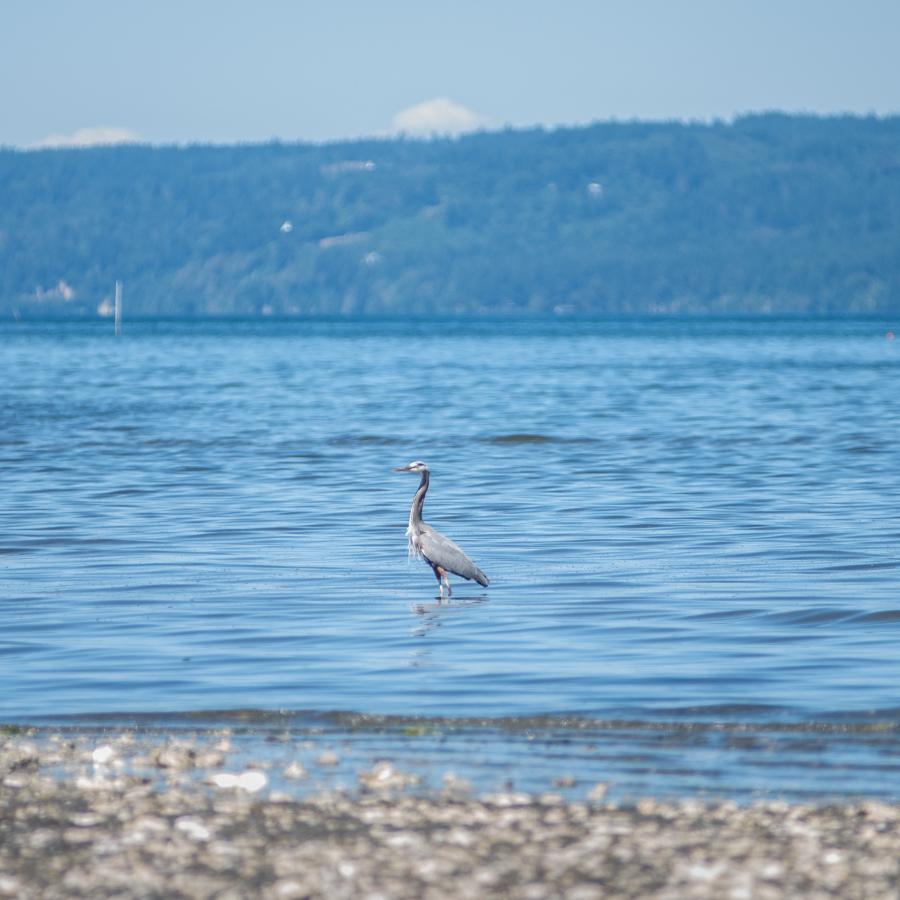 Blue Heron wading in the water on Dosewallips beach.