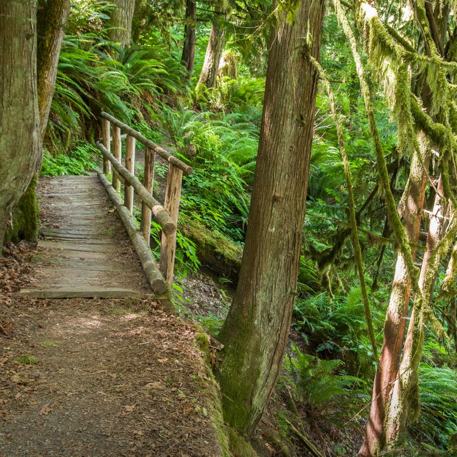 A bridge with railings for support on the trail at Dosewallips State Park.q