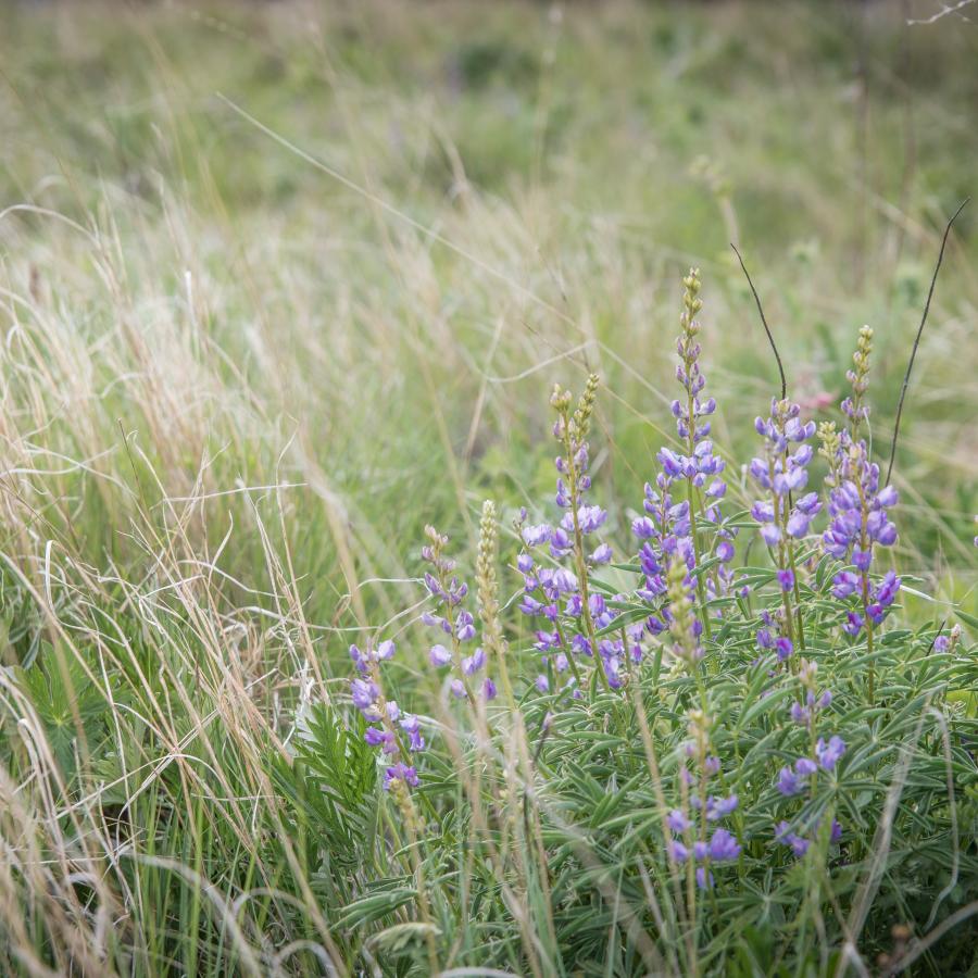 FieldsSprings_Wildflowers