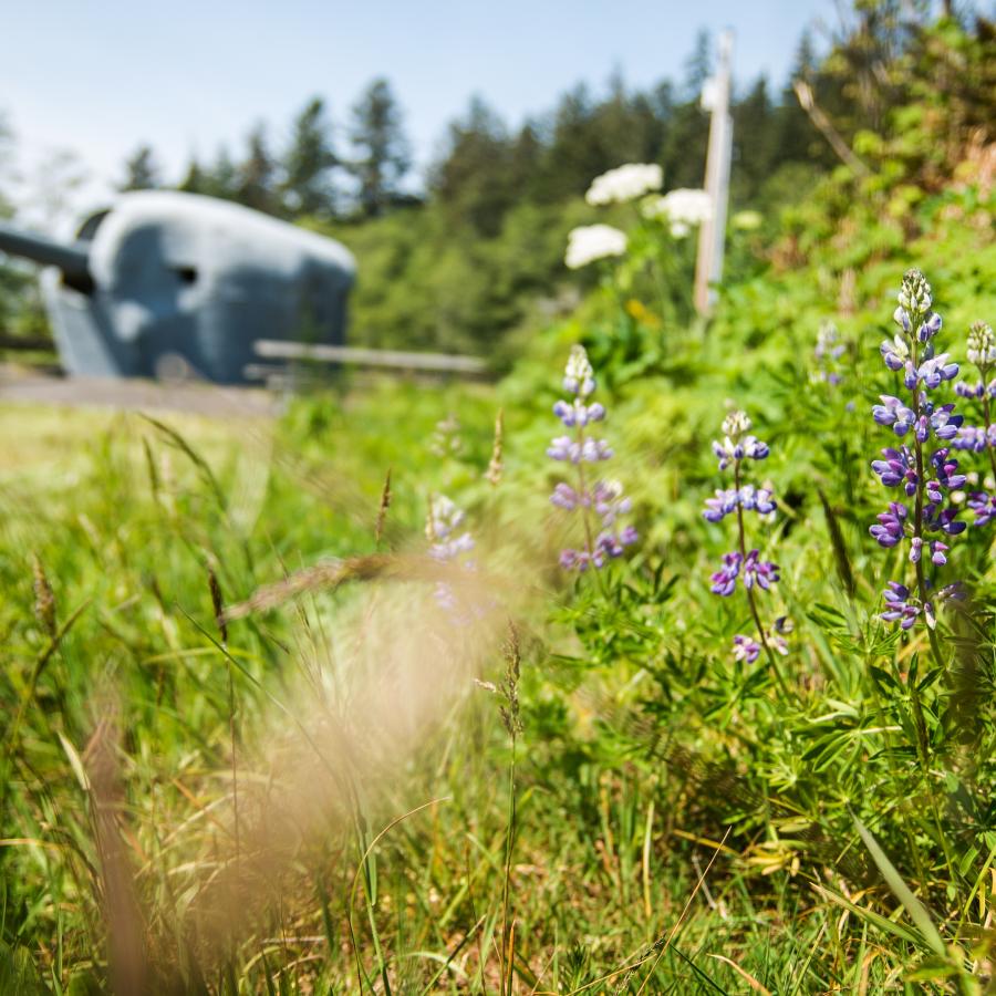 The seasonal lupine blooming in a field at Fort Columbia State Park.