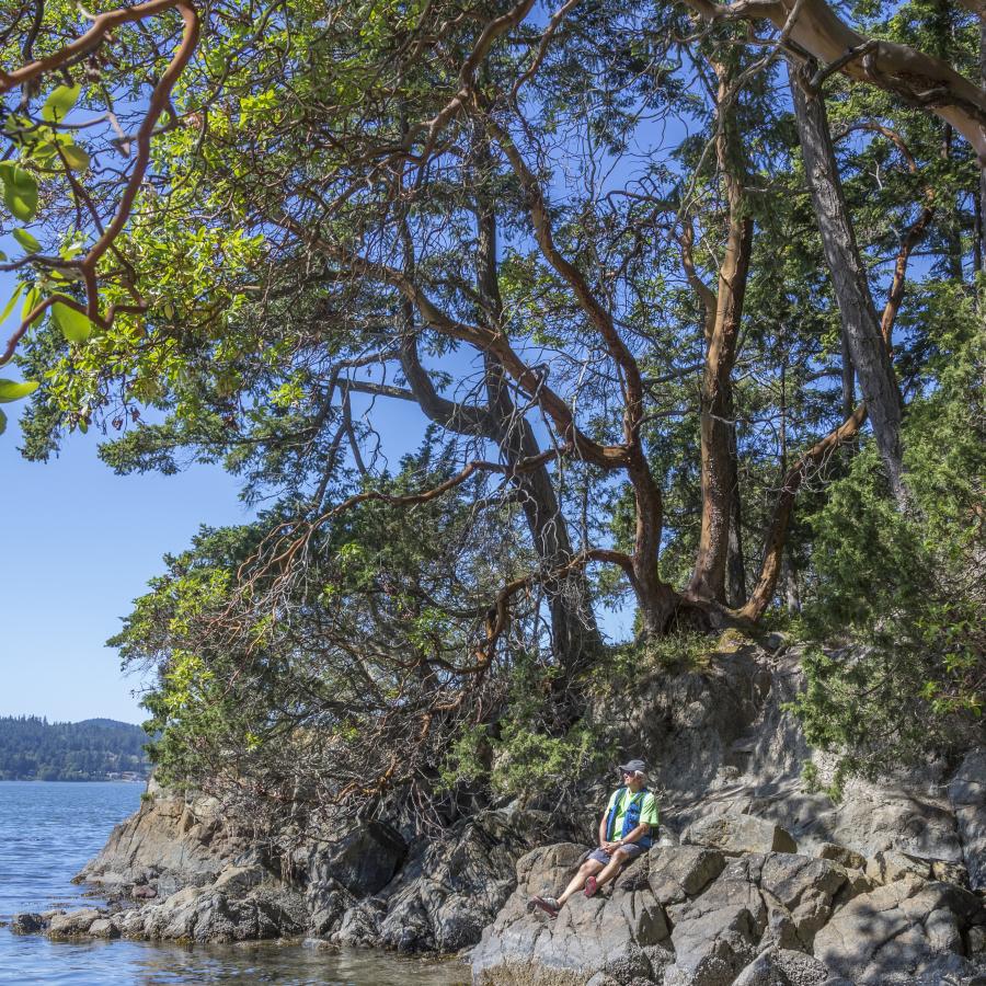 A visitor sitting on a rock below trees by the shore. 