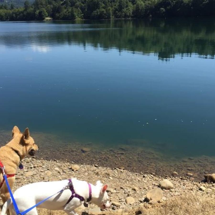 Ike Kinswa State Park | Washington State Parks