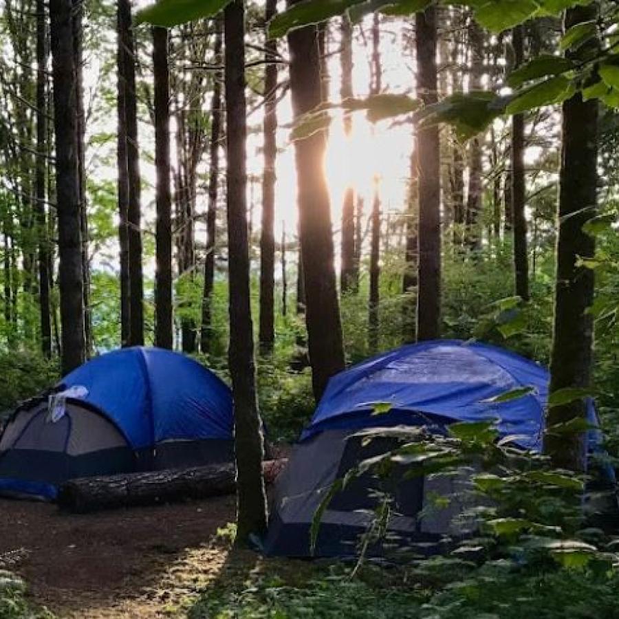 Two Tents pitched under sunny skies and shaded by large tall trees