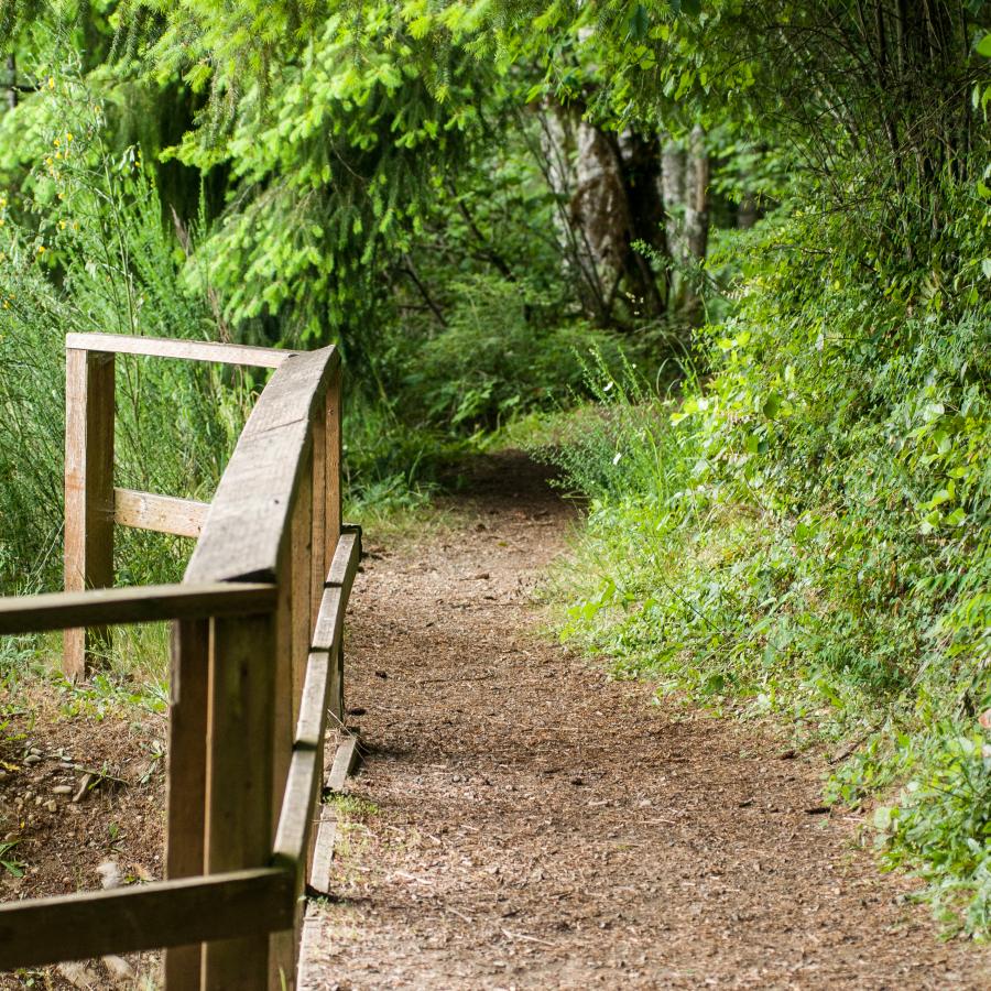 trail leading into the woods with a guide rail and bridge over a creek bed