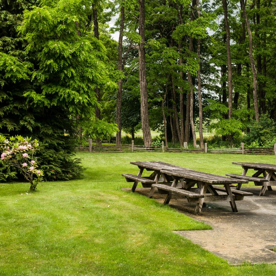 picnic tables in large grassy area under tall pines