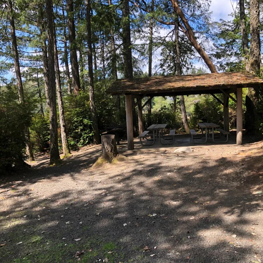 picnic shelter surrounded by tall pines