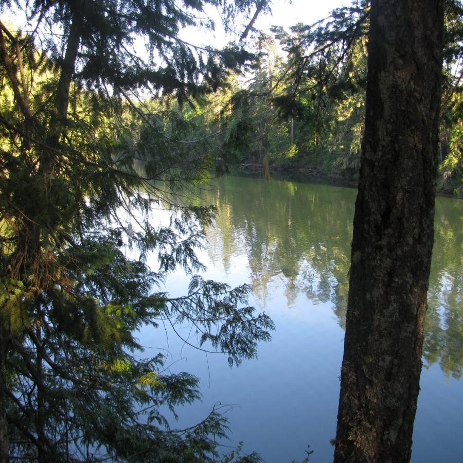 viewing the smooth waters of the cove from between trees