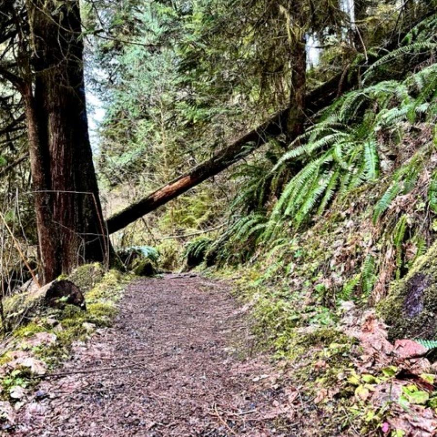 hiking trail with fallen tree across the path