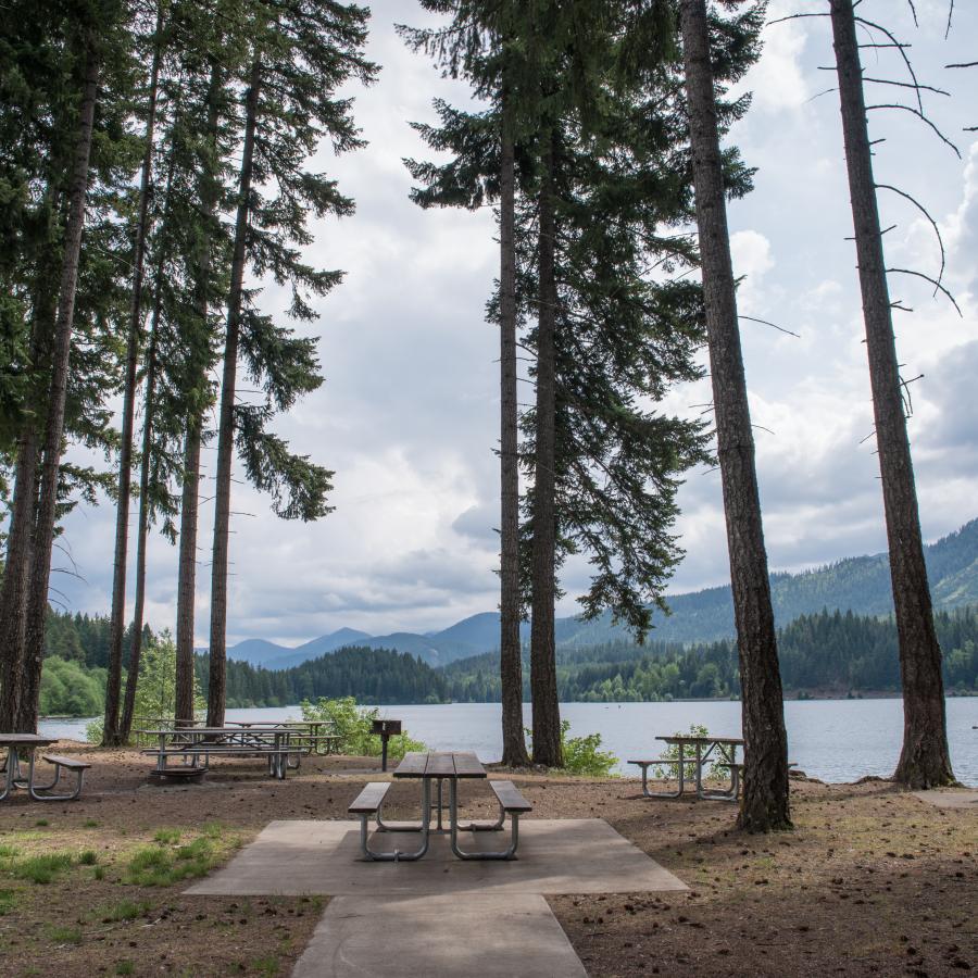 Picnic tables and a couple of grills underneath tall pine trees next to lake.