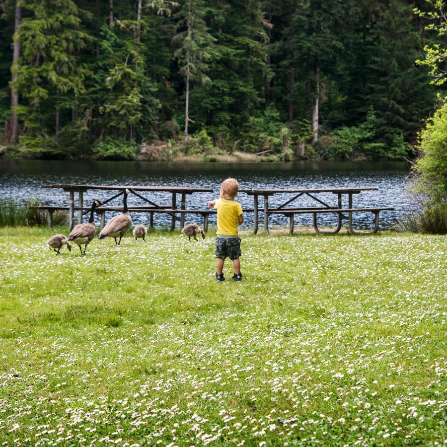 small child observing geese along the shoreline