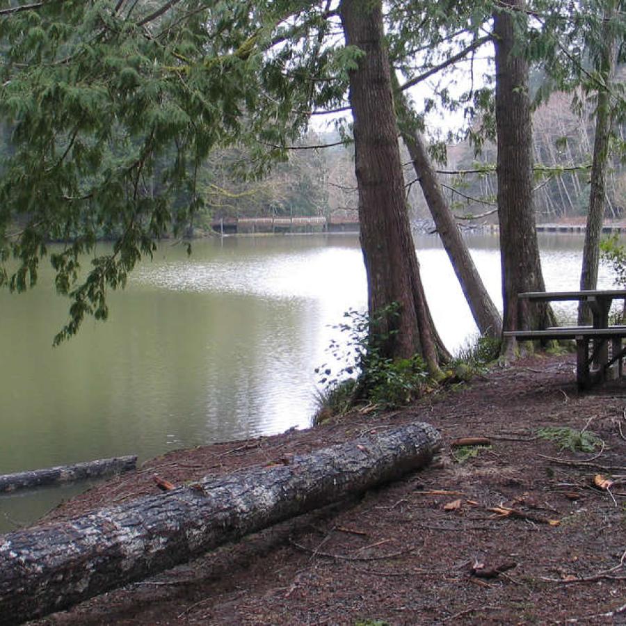 picnic spot next to tree and shore of smooth green waters of lake