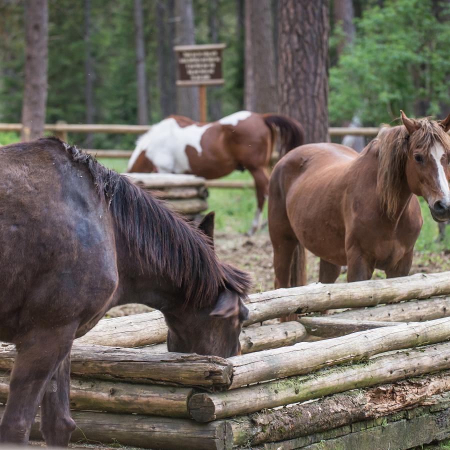 Lake Wenatchee, Equestrian, Horse Rental, Trail Rides