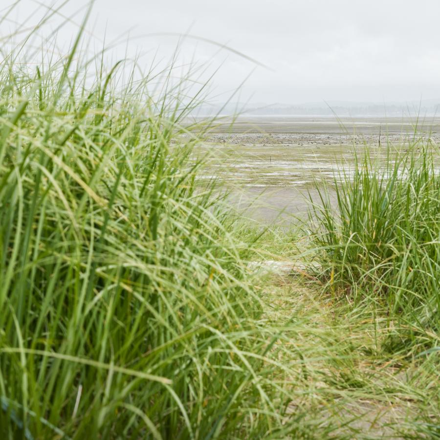 marsh tall green grasses with path leading out to the beach