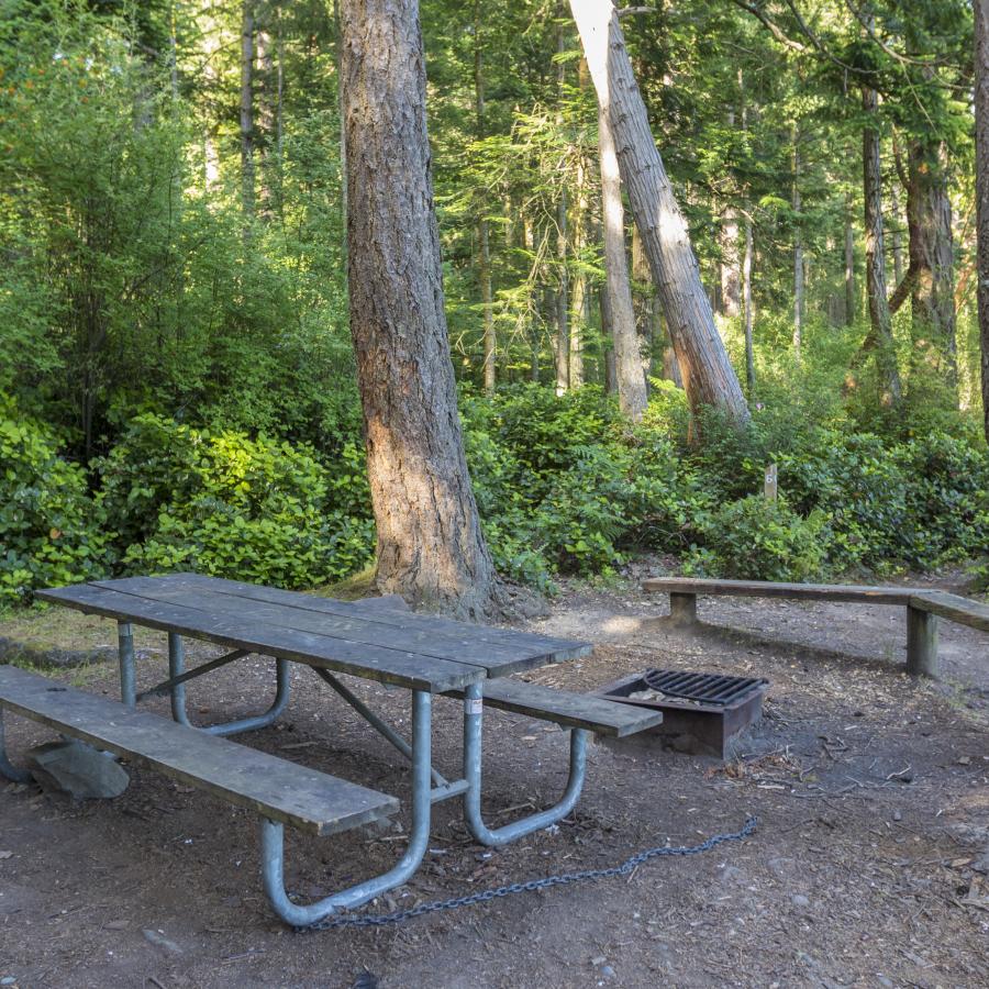 Campsite with a picnic table and fire pit with grate. Deciduous trees that have bright green leaves surround the campsite as does bright green undergrowth.  