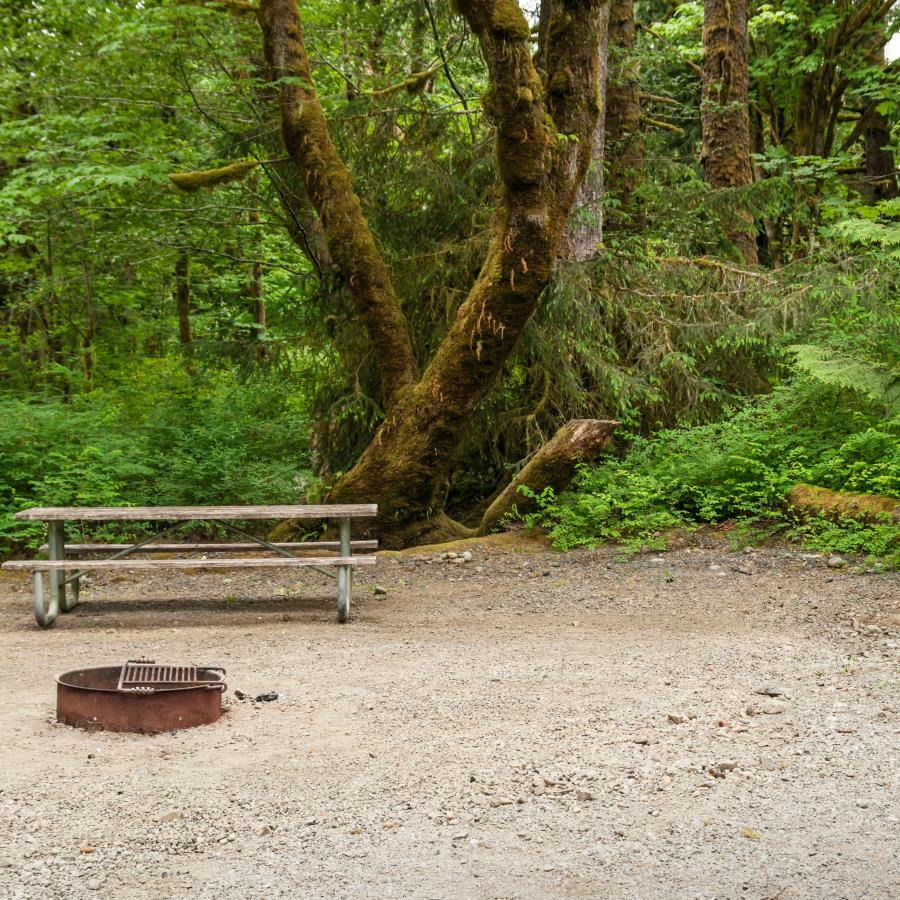 Campsite with a picnic, fire grate, and tent area surrounded by lush green leaved trees and green underbrush. 