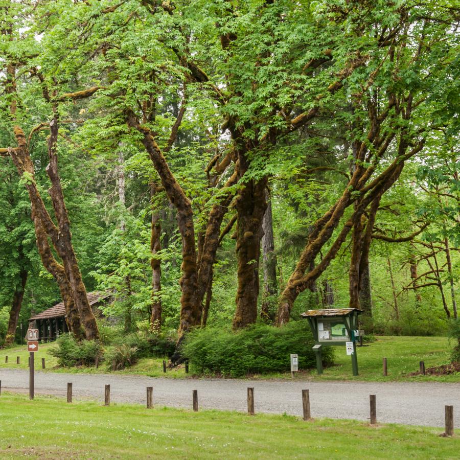 Road near the day use area with a picnic shelter visible in background and a kiosk in the midground. The area is covered in large trees with lush green leaves. 