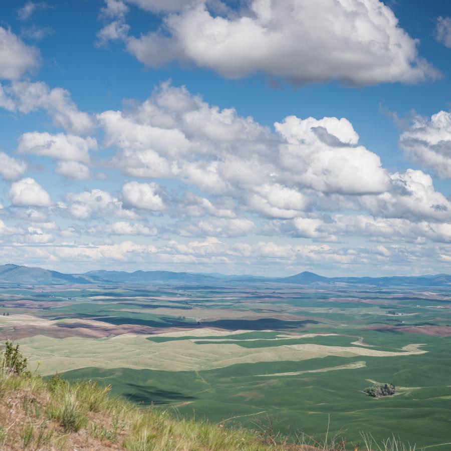 View from Steptoe Butte looking over Palouse wheat fields with fluffy clouds in a blue sky.