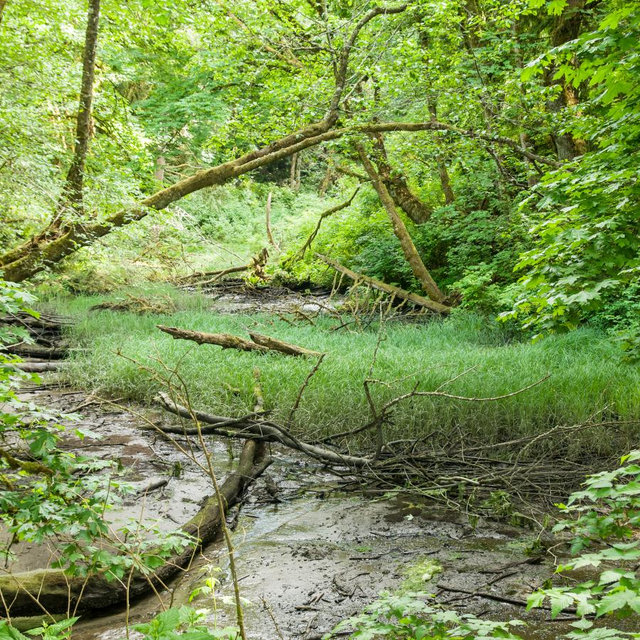 A creek bed with low water levels, dark brown mud, and a bright green understory. The creek sides are forested with lush, green leaved trees. 