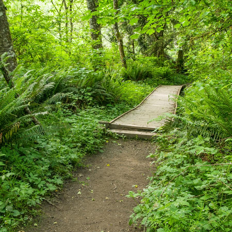 Dirt trail leading to a wooden boardwalk trail with forest on both sides. The trees have bright green leaves and the understory is also bright green. 