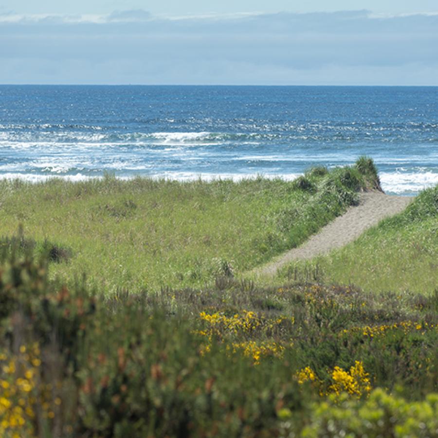 The beach trail surrounded by dunes at Westport Light State Park. 