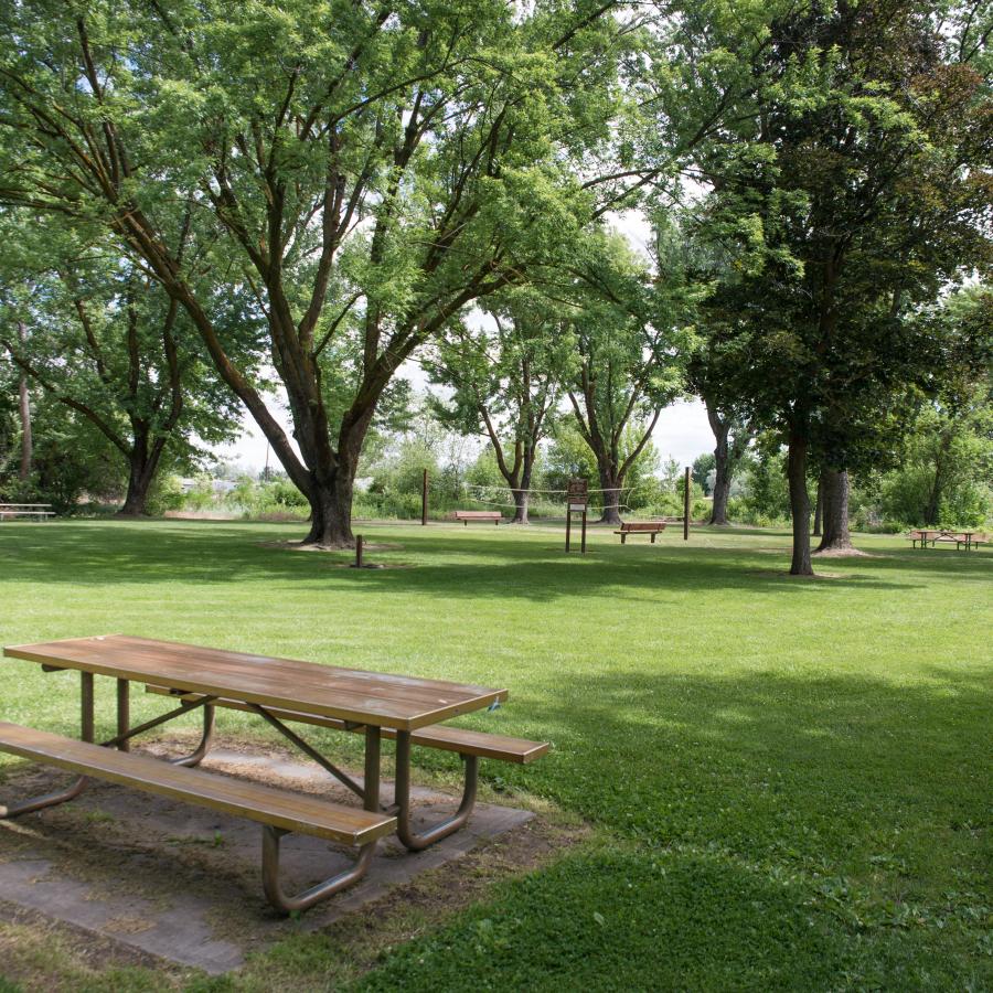 Picnic tables under large leafy trees in a green field.